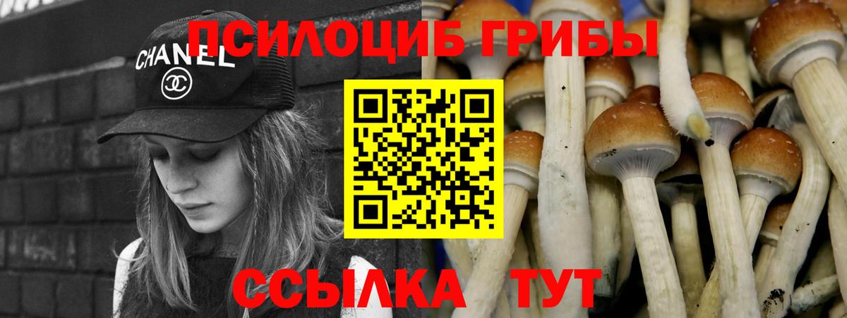 Псилоцибиновые грибы Psilocybe Мурино